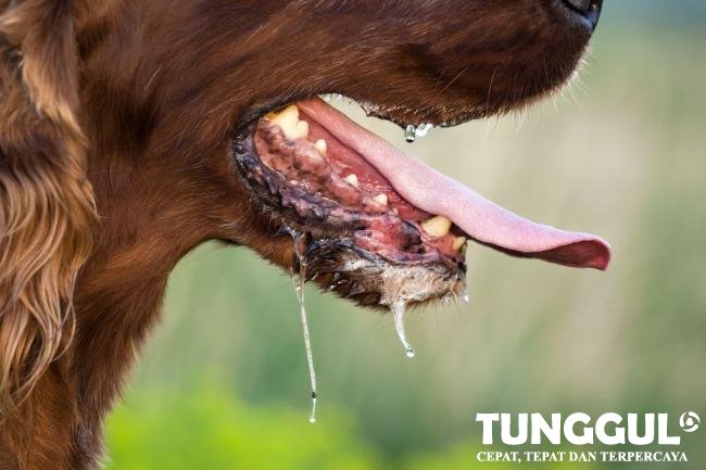 Misteri Virus Rabies: Ketika Hewan Pemakan Daging Menjadi Penyebar Terbaik