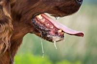 Misteri Virus Rabies: Ketika Hewan Pemakan Daging Menjadi Penyebar Terbaik